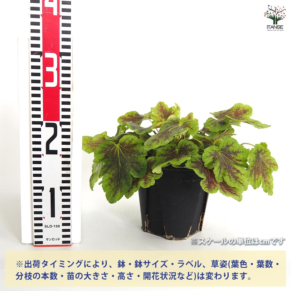 ヒューケラ ヒューケレラ ソーラーエクリプス 【花苗 5号】｜ 【植物の