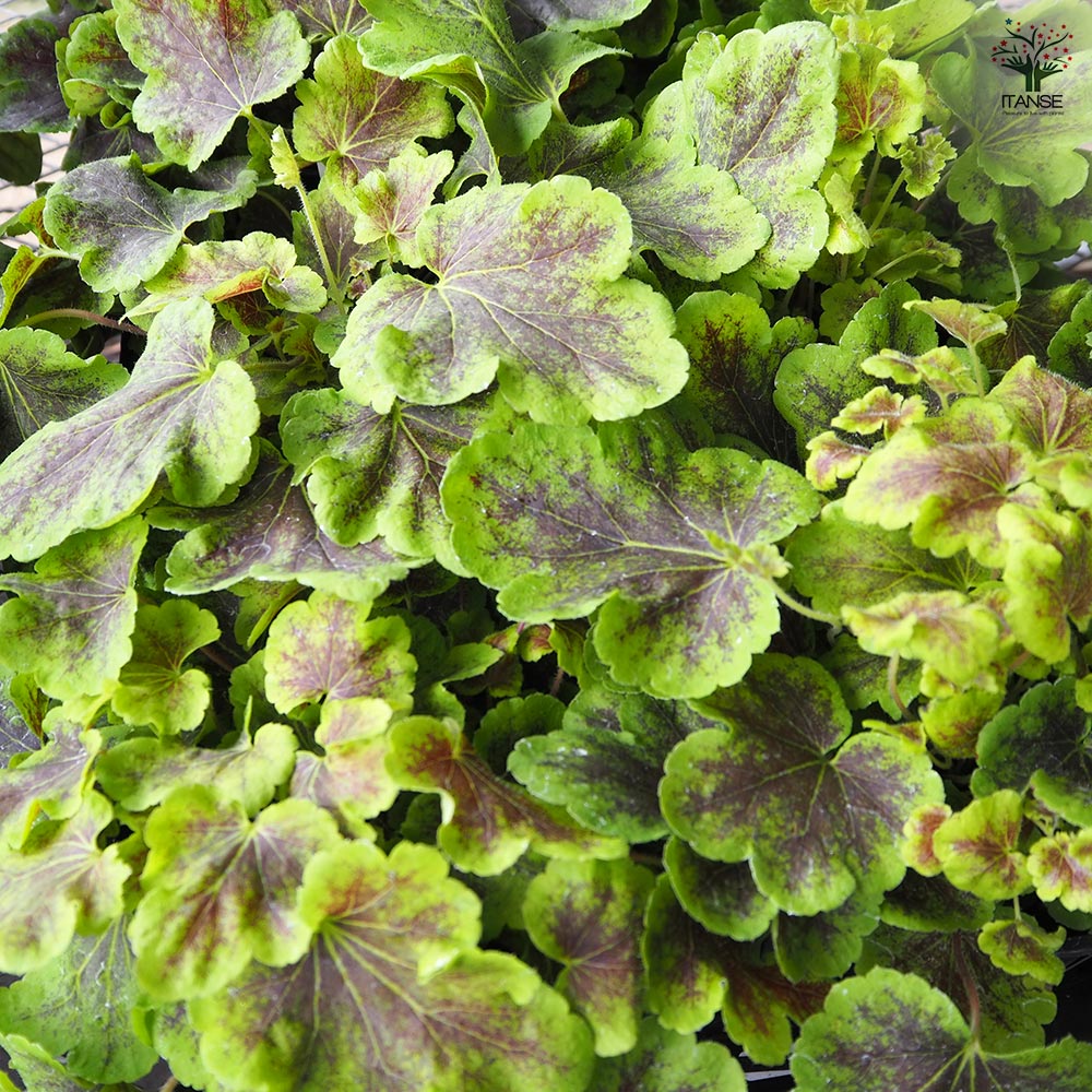 ヒューケラ苗 ヒューケラ ヒューケレラ ソーラーエクリプス 【花苗 5号】｜ 【植物の