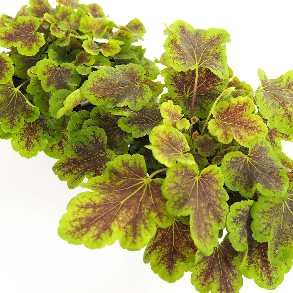 ヒューケラ ヒューケレラ ソーラーエクリプス 【花苗 5号】