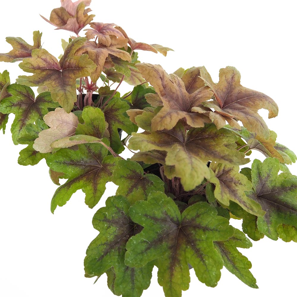 ヒューケラ ヒューケレラ ブラスランタン 【花苗 5号】