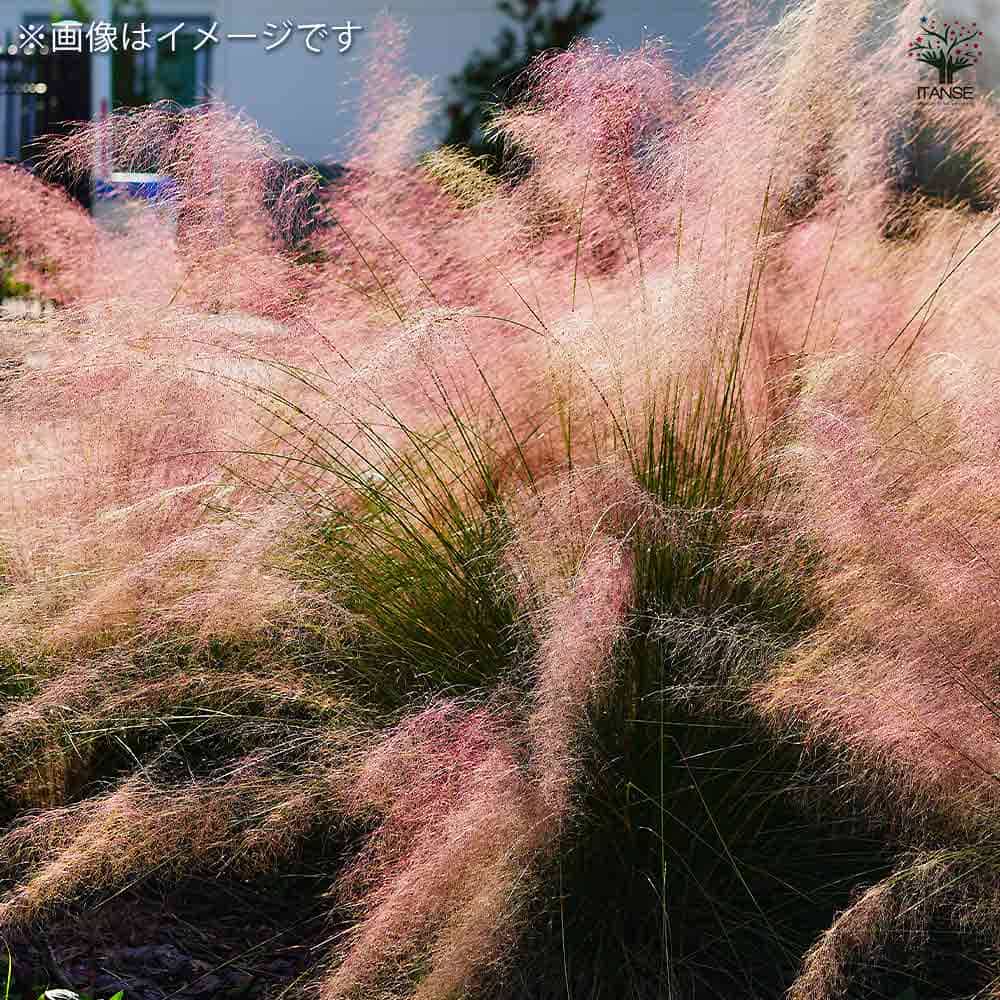 ミューレンベルギア カピラリス 【花苗 6号／1個売り】｜ 【植物の