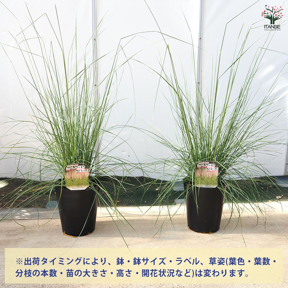 ミューレンベルギア カピラリス 【花苗 6号／1個売り】｜ 【植物の