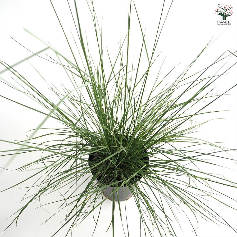 ミューレンベルギア カピラリス 【花苗 6号／1個売り】｜ 【植物の