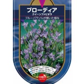 球根 ブローディア クイーンファビオラ 【花球根 10球】|花球根|球根類