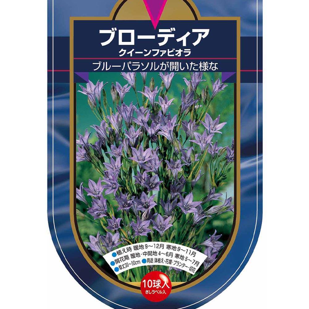 球根 ブローディア クイーンファビオラ 【花球根 10球】
