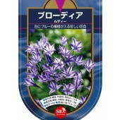 球根 ブローディア ルディー 【花球根 5球】|花球根|球根類