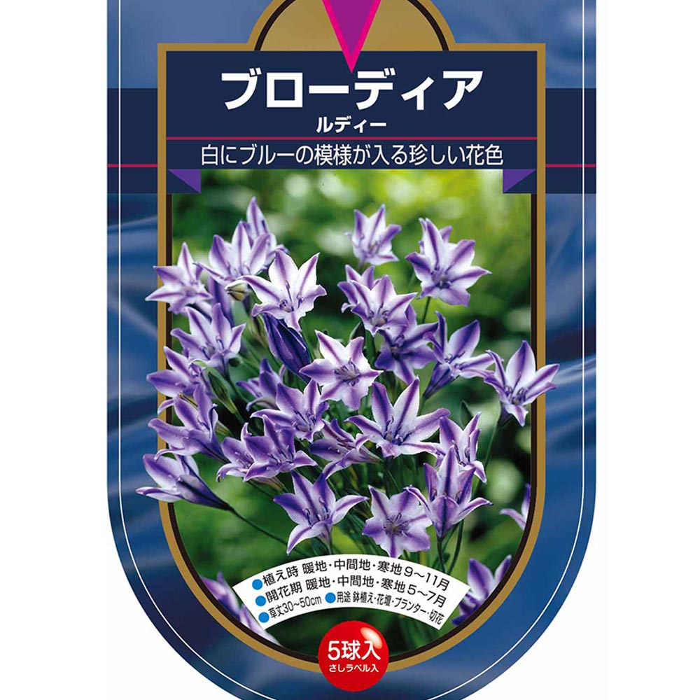 球根 ブローディア ルディー 【花球根 5球】