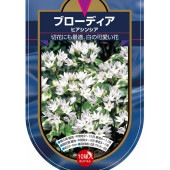 球根 ブローディア ヒアシンシア 【花球根 10球】|花球根|球根類