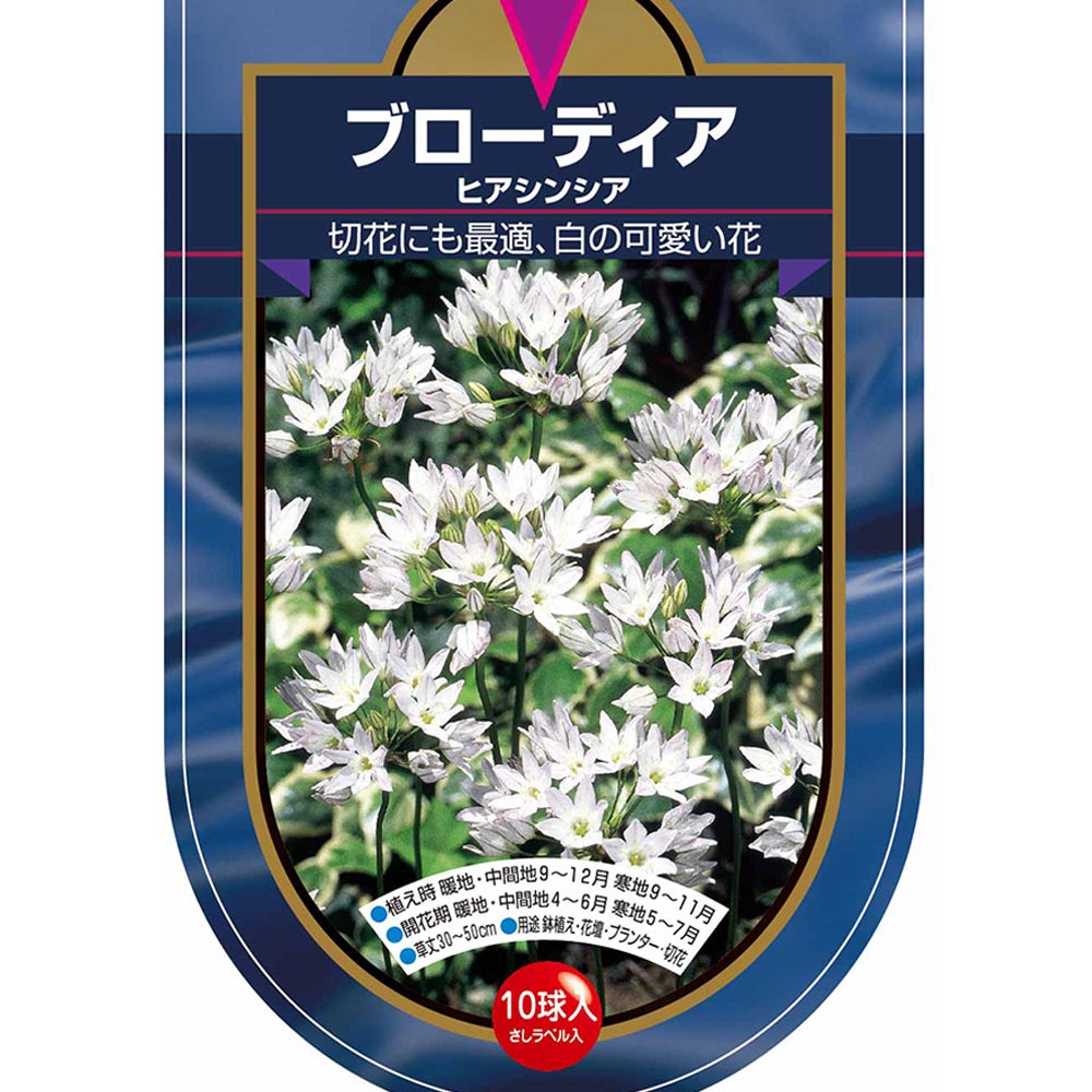 球根 ブローディア ヒアシンシア 【花球根 10球】