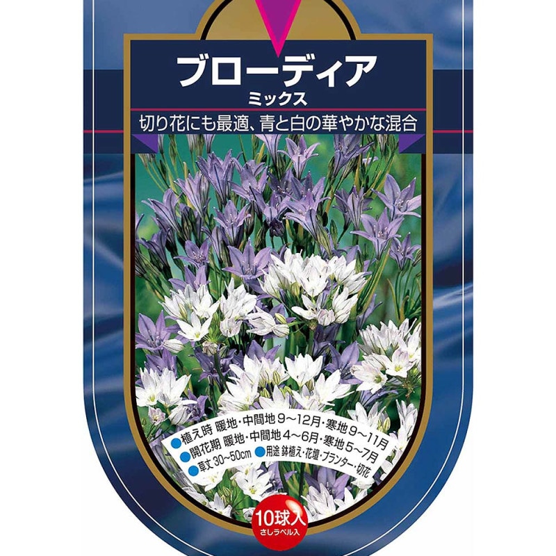 クリスマスローズ ”ダブル咲き” 色ミックス2個～【花苗 4号ポット苗