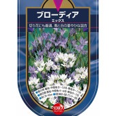 球根 ブローディア ミックス 【花球根 10球】|花球根|球根類