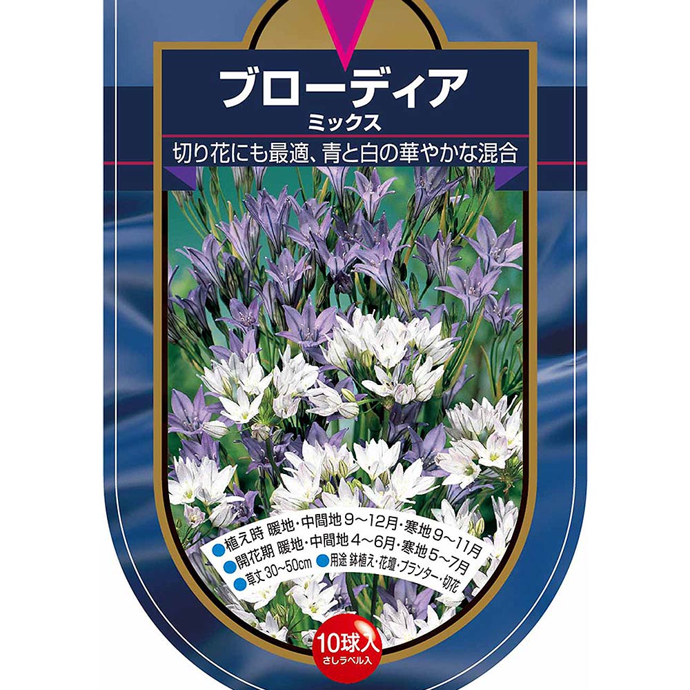 球根 ブローディア ミックス 【花球根 10球】