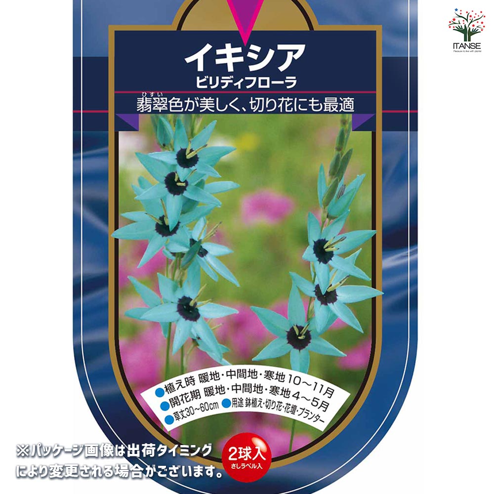 イキシア(ヴィリデフローラ、赤、黄、白赤)4色混合 【送料無料】 球根 イキシア ビリディフローラ 【花球根 2球】｜ 【植物の