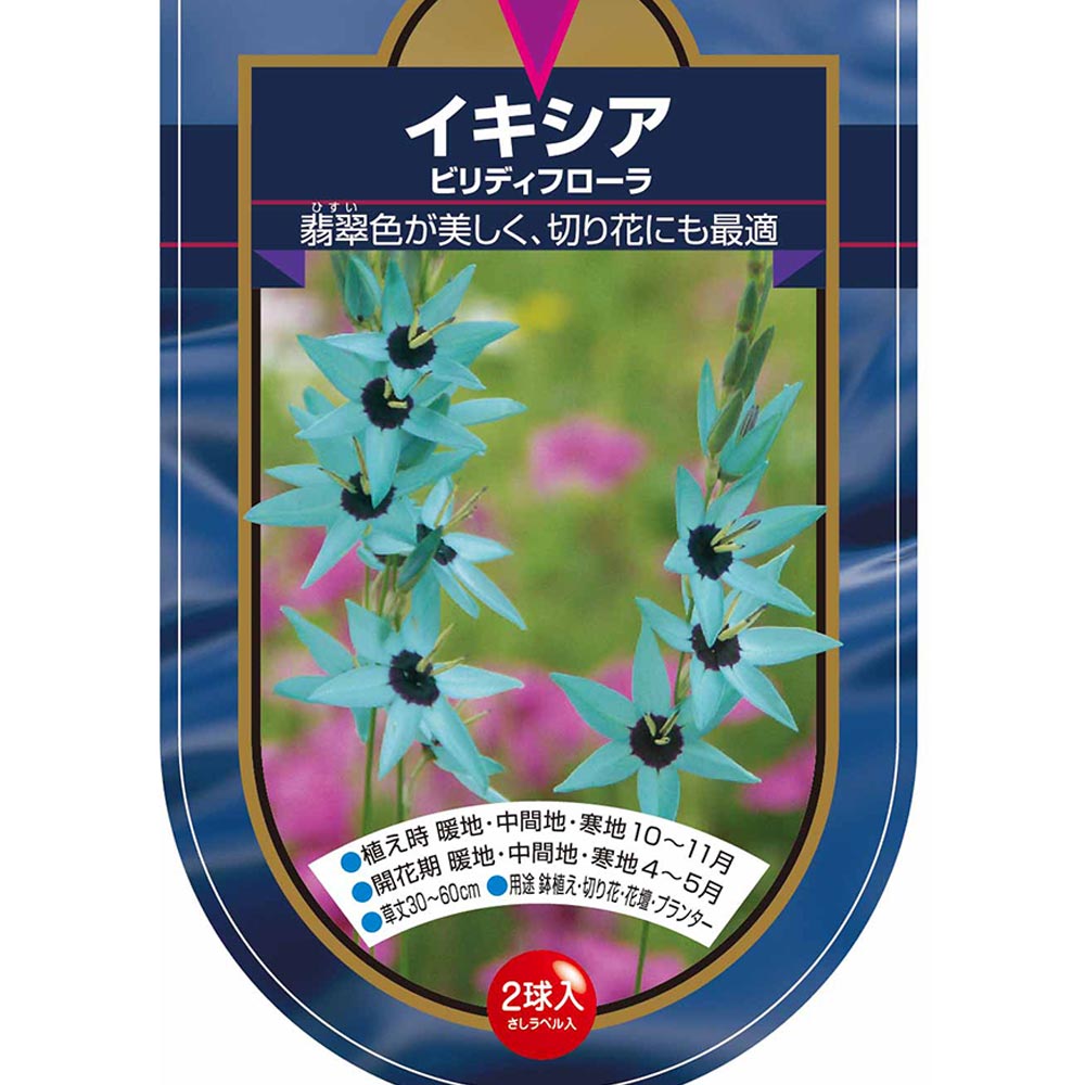球根 イキシア ビリディフローラ 【花球根 2球】