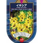 球根 イキシア イエローエンペラー 【花球根 10球】|花球根|球根類
