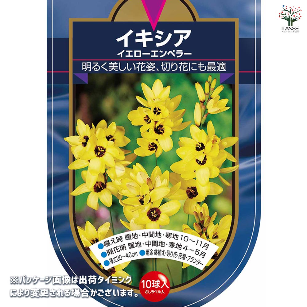 球根 イキシア イエローエンペラー 【花球根 10球】｜ 【植物の