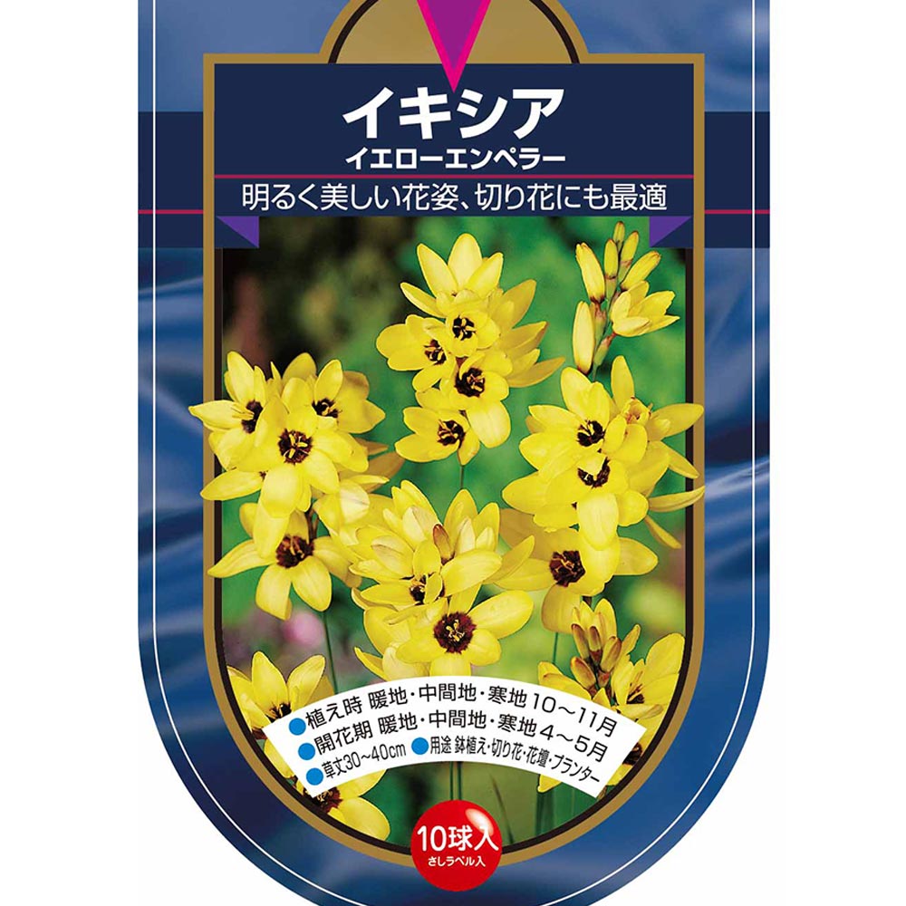 球根 イキシア イエローエンペラー 【花球根 10球】