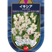 球根 イキシア ジャイアント 【花球根 10球】|花球根|球根類