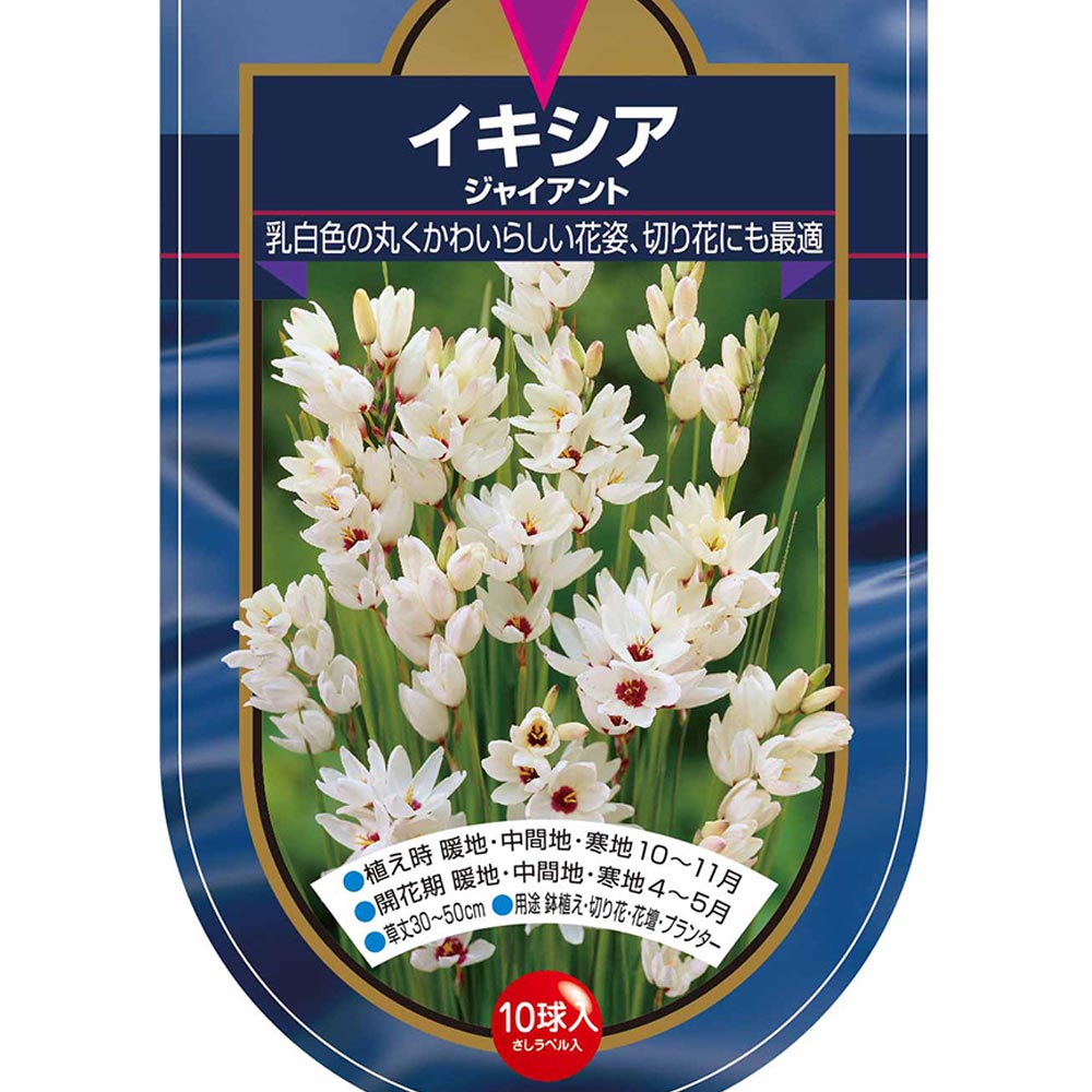 球根 イキシア ジャイアント 【花球根 10球】
