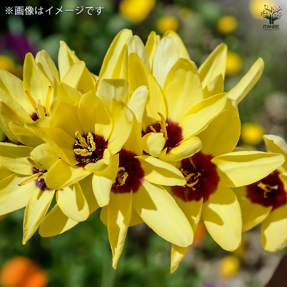 信州産　黄色の百合球根(子球付き♪ 信州産黄色の百合球根(子球付き♪