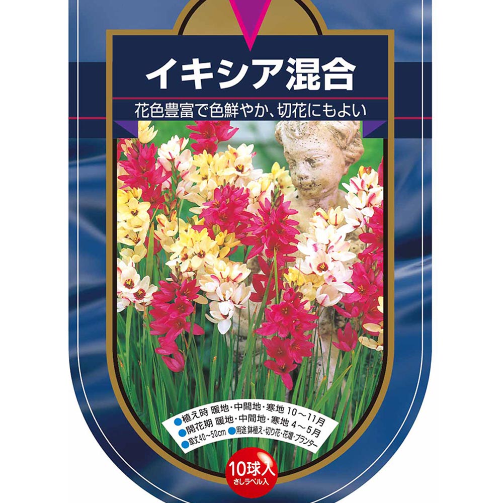 球根 イキシア 混合 【花球根 10球】