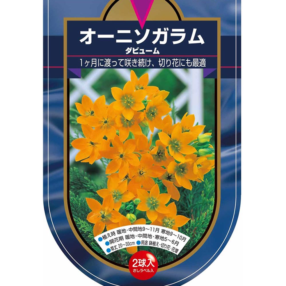 球根 オーニソガラム ダビューム 【花球根 2球】｜ 【植物の