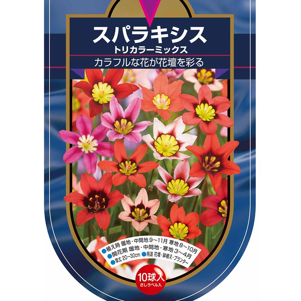 球根 スパラキシス トリカラーミックス 【花球根 10球】
