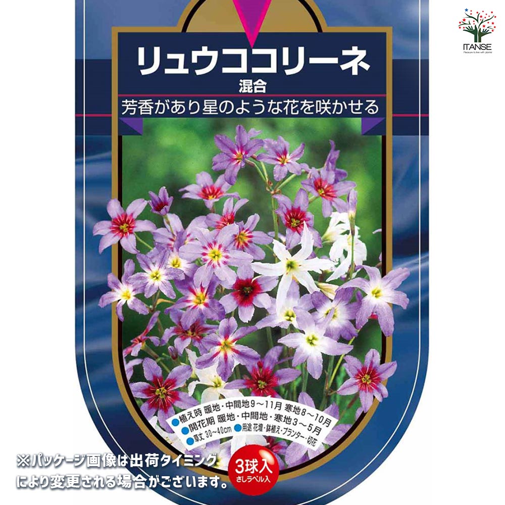 球根 リュウココリーネ 混合 【花球根 3球】｜ 【植物のITANSE