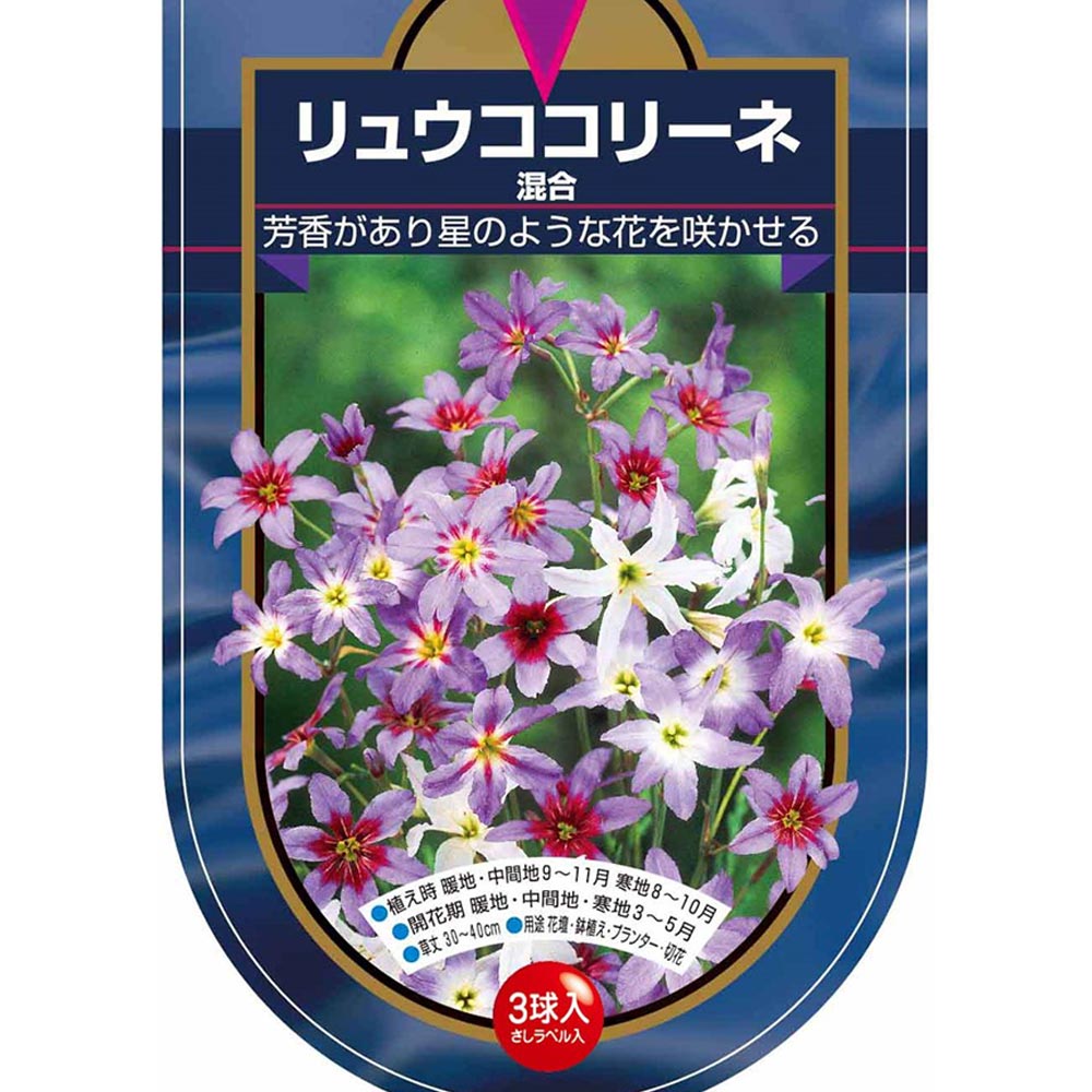 球根 リュウココリーネ 混合 【花球根 3球】