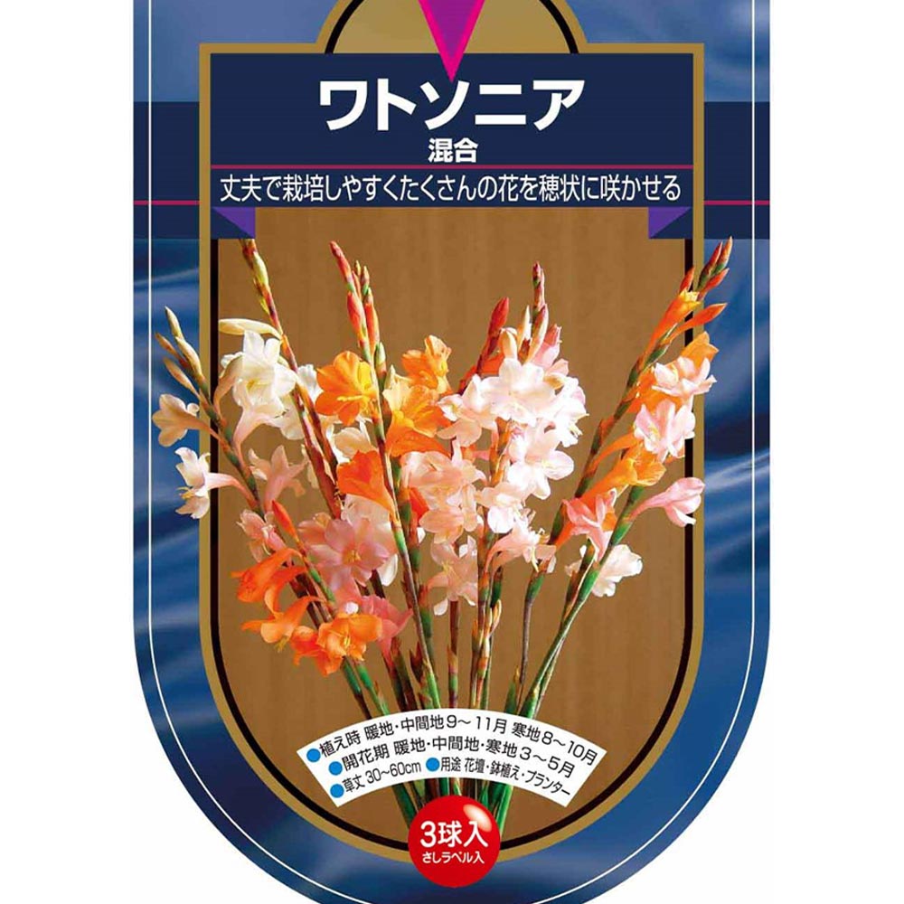 球根 ワトソニア 混合 【花球根 3球】｜ 【植物のITANSE】全品