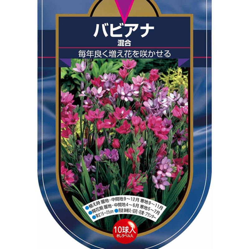 フェイジョア ニキータ(ニキタ) 【果樹の苗木 6号／1個売り】｜ 【植物