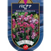 球根 バビアナ 混合 【花球根 10球】|花球根|球根類