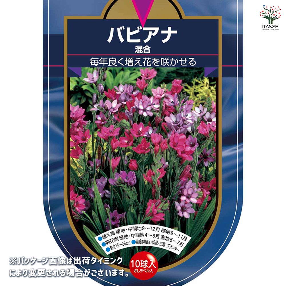 バビアナ。球根。 バビアナ 球根 ゆかり 3球 バビアナの球根 秋植え球根 [メール便配送