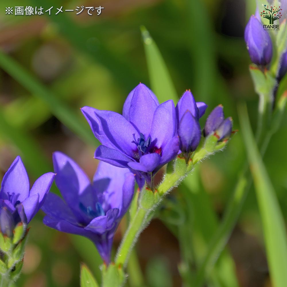バビアナ。球根。 バビアナ 球根 有明 3球 バビアナの球根 秋植え球根 [メール便配送