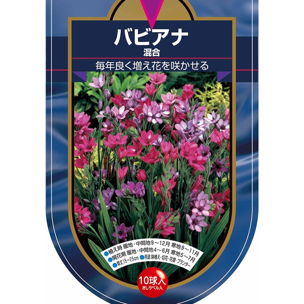 球根 バビアナ 混合 【花球根 10球】｜ 【植物のITANSE】全品