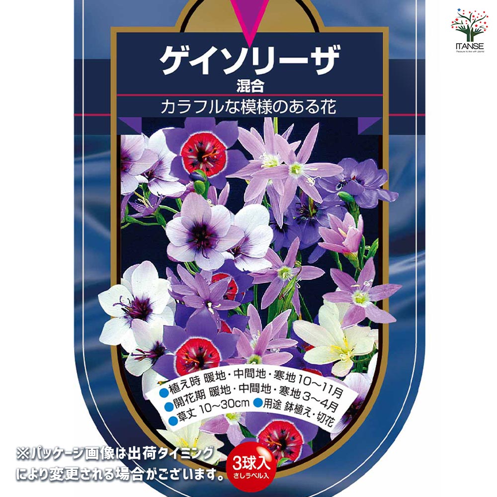 楽天市場】クレマチス 種の通販 クレマチス 訳あり 品種不明 第4種発送