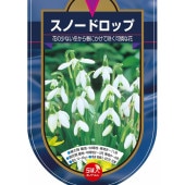 球根 スノードロップ  【花球根 5球】|花球根|球根類