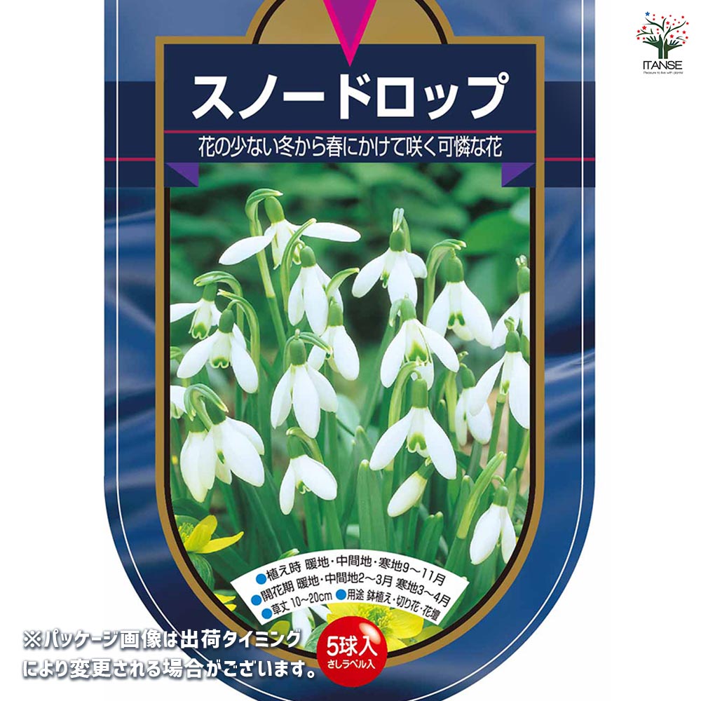 球根 スノードロップ 【花球根 5球】｜ 【植物のITANSE】全品