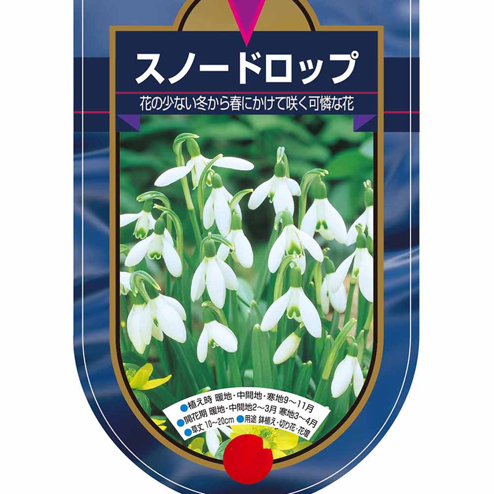 球根 スノードロップ 【花球根 3球】｜ 【植物のITANSE】全品