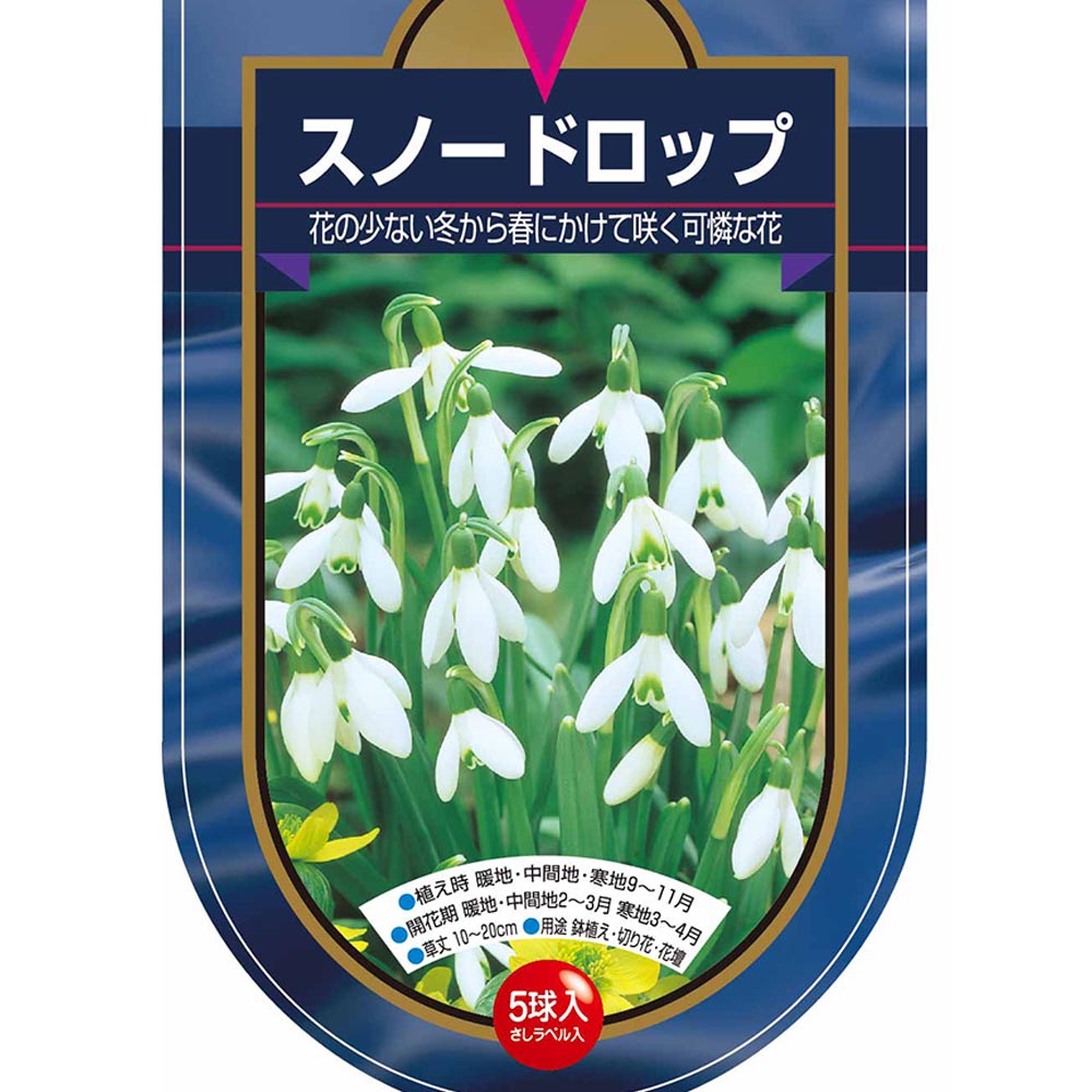 球根 スノードロップ 【花球根 5球】｜ 【植物のITANSE】全品