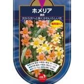 球根 ホメリア 混合 【花球根 4球】|花球根|球根類