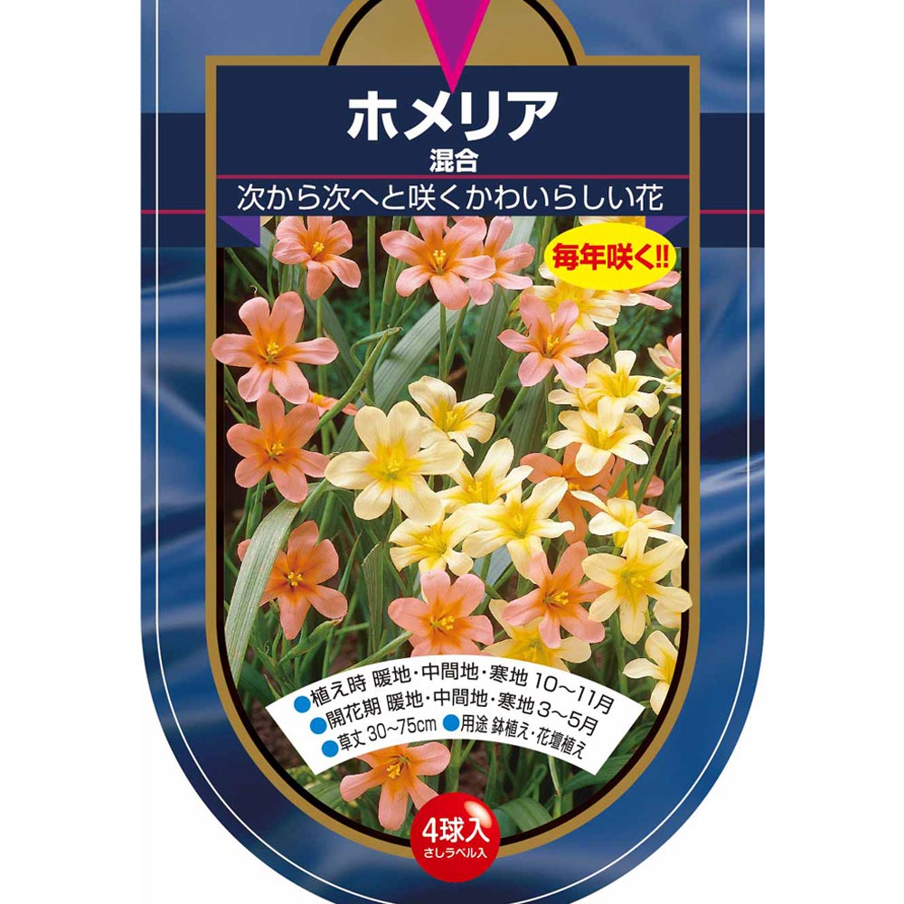 球根 ホメリア 混合 【花球根 4球】