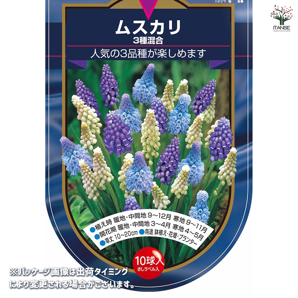 球根 ムスカリ 3種混合 【花球根 10球】｜ 【植物のITANSE】全品
