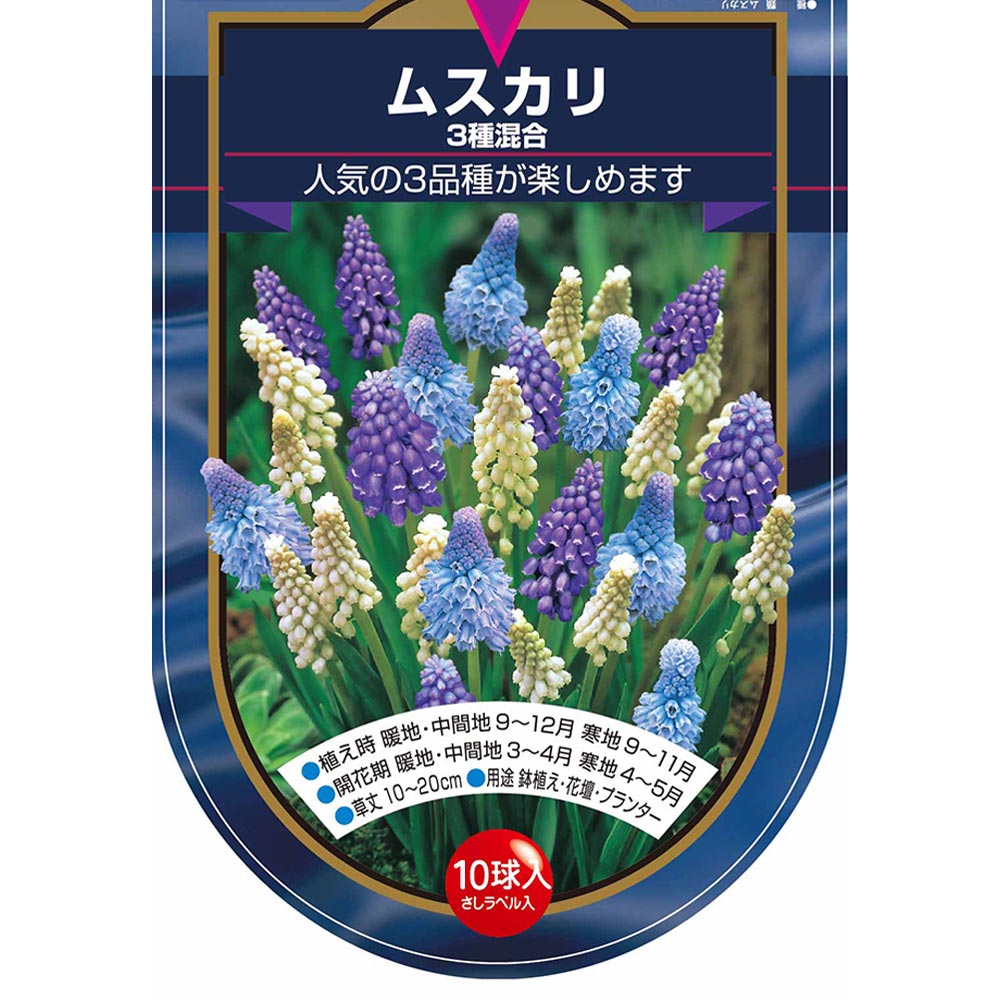 球根 ムスカリ 3種混合 【花球根 10球】