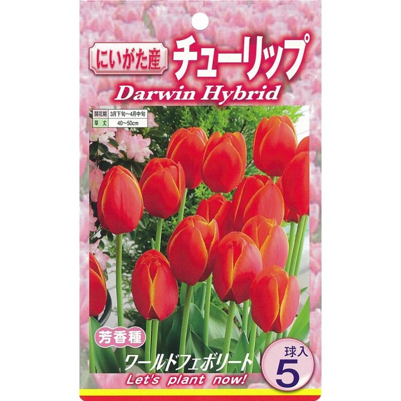 ワトソニアの球根(ピンク)5球 ピンク色の花 ワトソニア 球根5球｜Yahoo!フリマ（旧PayPayフリマ）
