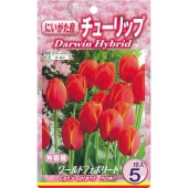 球根 チューリップ 二色咲き ワールドフェボリート 【花球根 5球入】|花球根|球根類