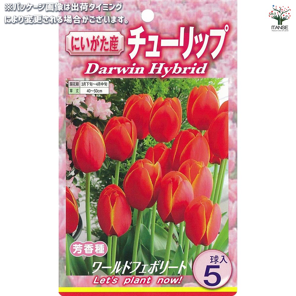 球根 チューリップ 二色咲き ワールドフェボリート 【花球根 5球入