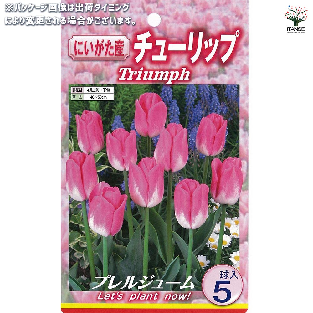 球根 チューリップ 二色咲き プレルジューム 【花球根 5球入