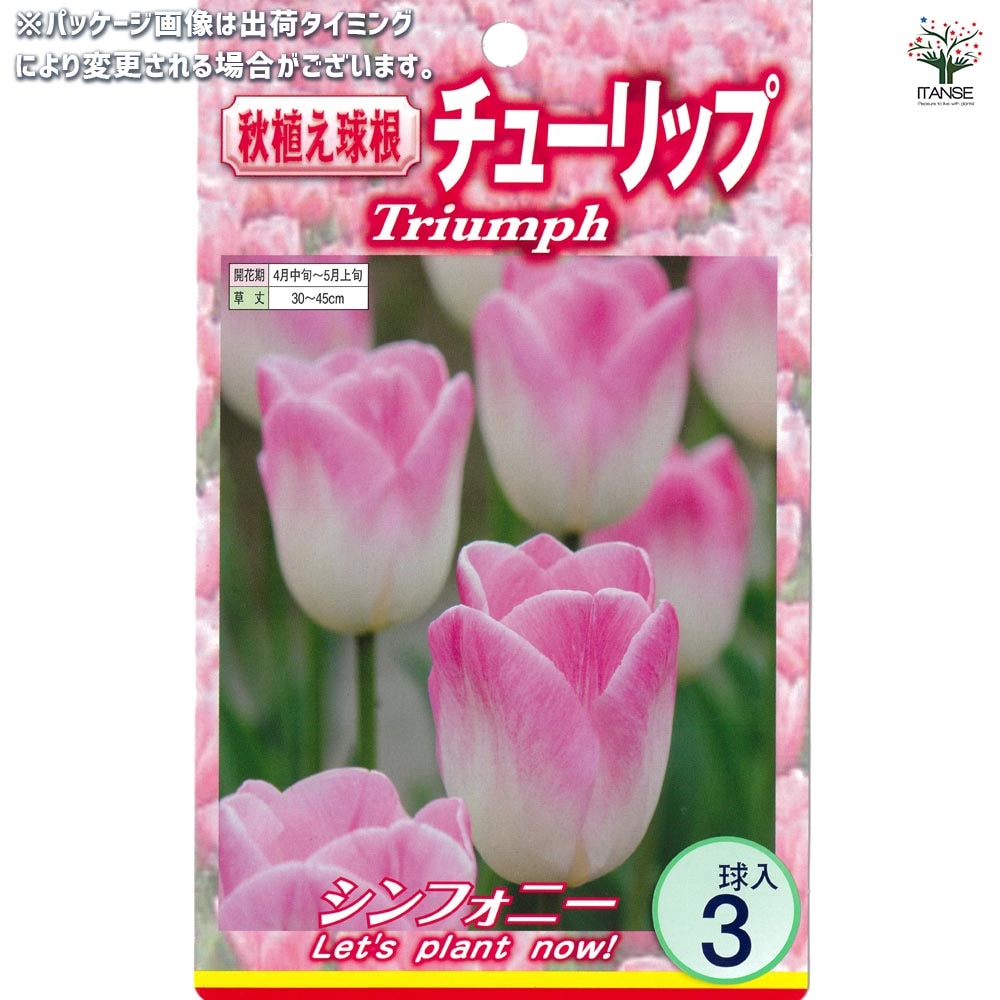 球根 チューリップ 二色咲き シンフォニー 【花球根 3球入】｜ 【植物