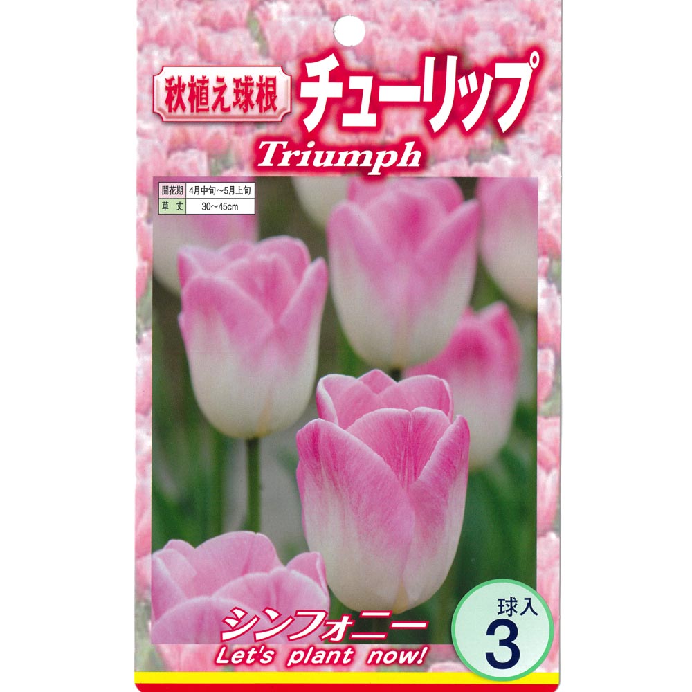 球根 チューリップ 二色咲き シンフォニー 【花球根 3球入】